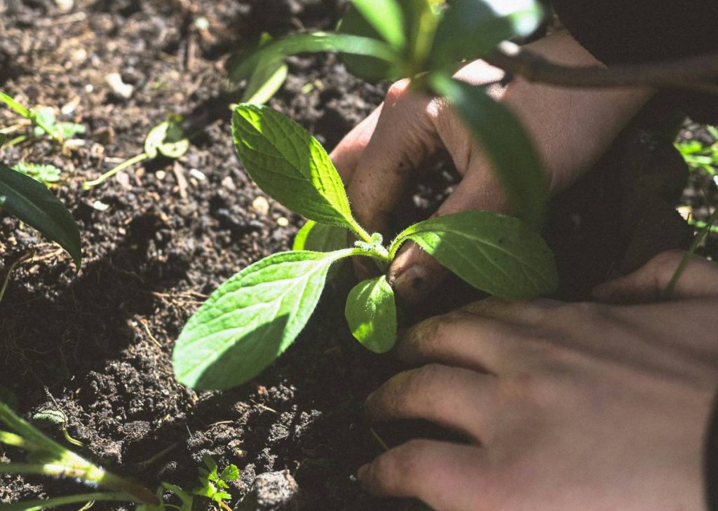 Grow Organic: 7 Proven Tips to Avoid Costly Mistakes in Your Vegetable Garden