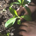 Grow Organic: 7 Proven Tips to Avoid Costly Mistakes in Your Vegetable Garden