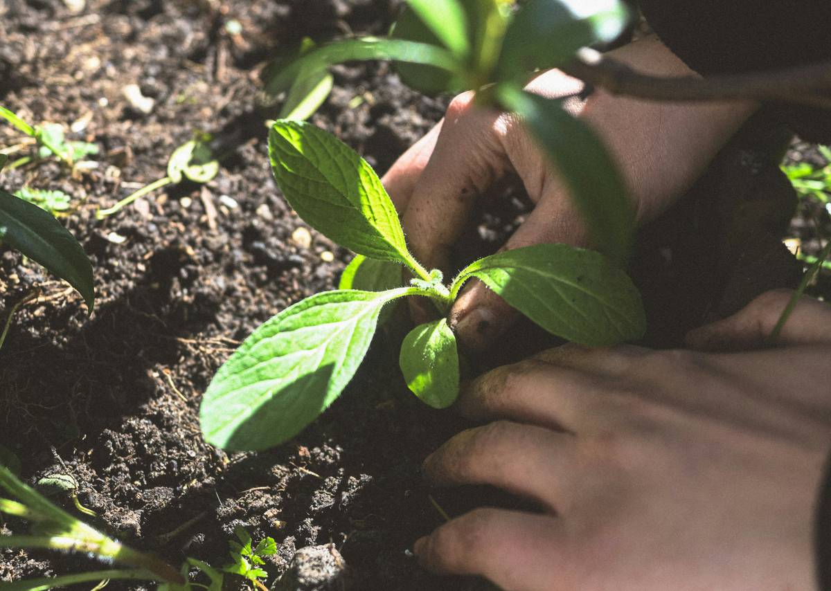 Grow Organic: 7 Proven Tips to Avoid Costly Mistakes in Your Vegetable Garden