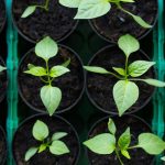 Herb Organic Best: 7 Proven Tips to Avoid Costly Mistakes in Your Garden