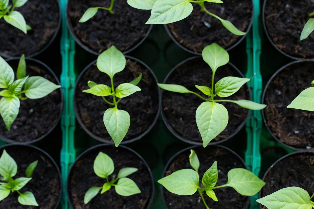 Herb Organic Best: 7 Proven Tips to Avoid Costly Mistakes in Your Garden