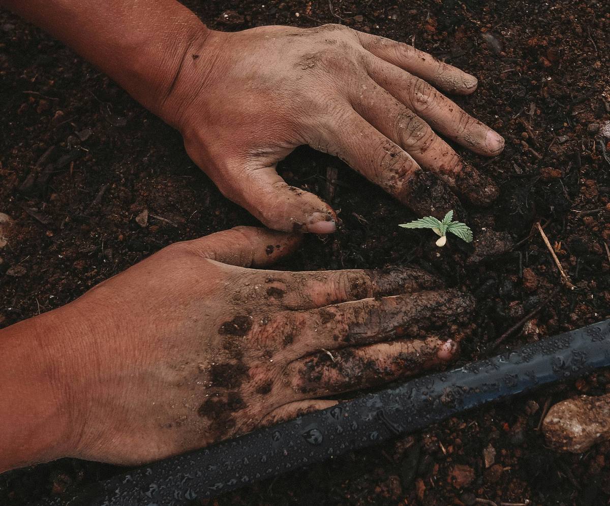 Close-up of hands mixing rich dark compost into crumbly garden soil while seedlings sprout nearby — grow organic