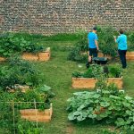 Organic Vegetable Fertilizer: 7 Proven Reasons to Avoid Synthetic Burn and Grow Real Flavor