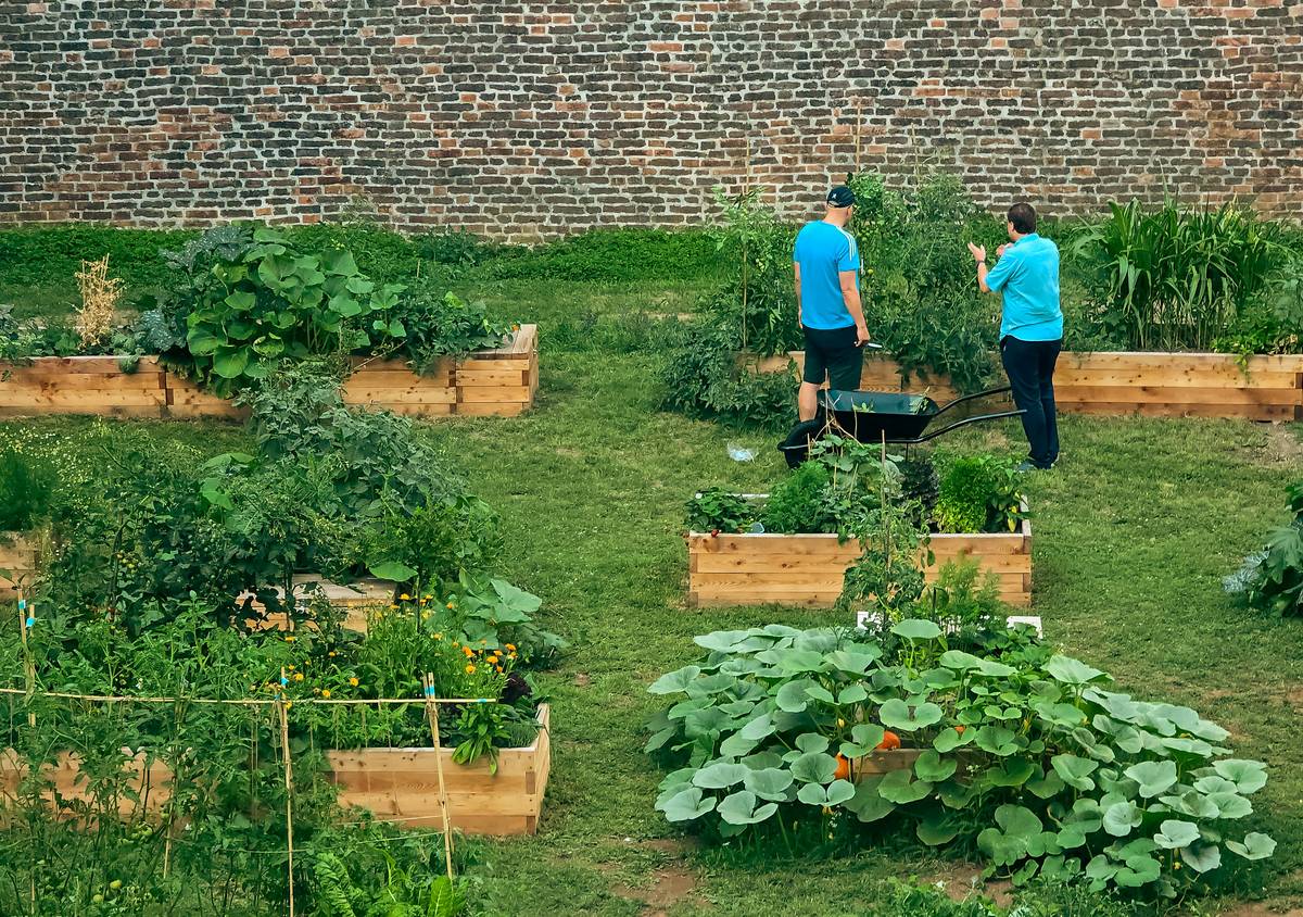 Organic Vegetable Fertilizer: 7 Proven Reasons to Avoid Synthetic Burn and Grow Real Flavor