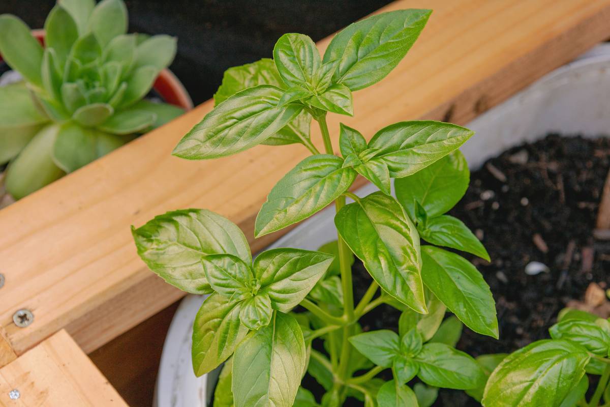 herb organic best thriving in raised garden bed with companion flowers